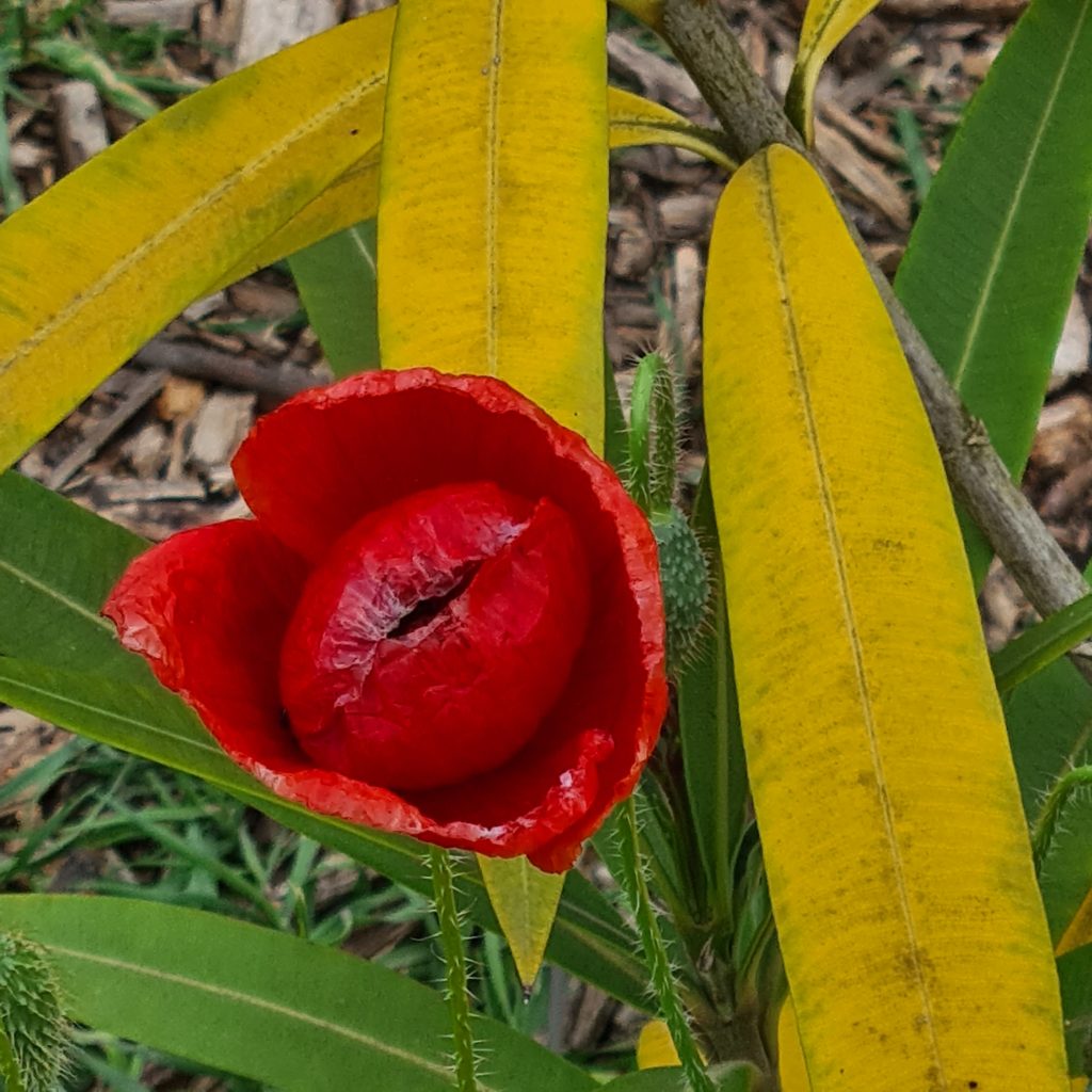 Fleur rouge lames d'herbes